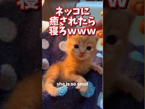 ネッコの動画で癒されたら寝ろｗｗｗ　2ch  動物  猫 癒やし ねこ動画