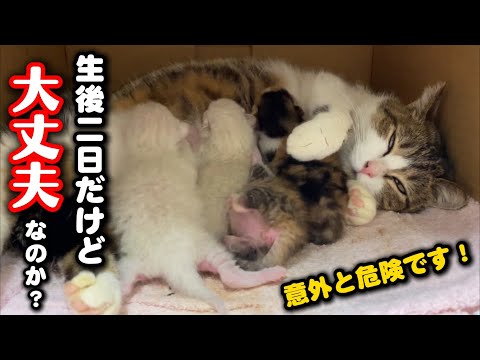 まさかの生後2日で⁈子猫にとって危険な場合も… サムネイル