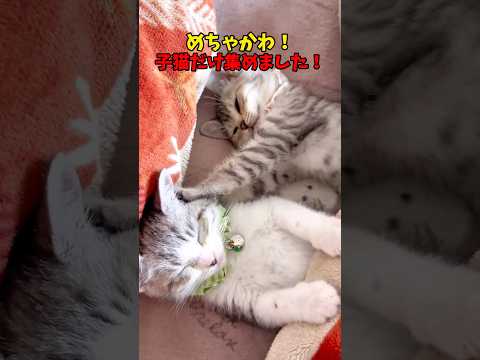 めちゃかわなんだよなぁ〜 サムネイル