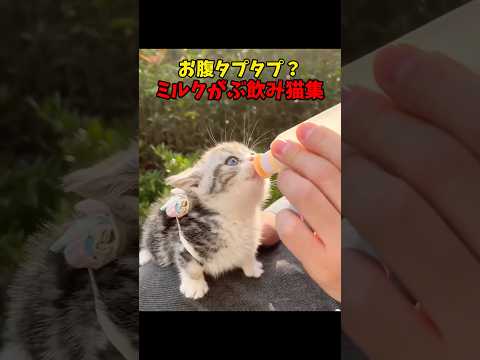 お腹いっぱいです🈵 猫 cat cats cute サムネイル