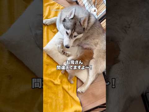 お母さんを間違える子柴｜PECO