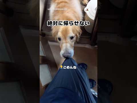 帰ってほしくないゴルのさくら🌸｜PECO サムネイル