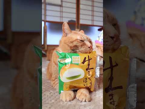 生まっちゃあんぱん　ほいっぷ　260320　のせ猫　 cat　 cute　 kitten　 cutecat　 kitt… サムネイル