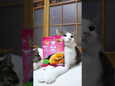 キムチ味 炒飯の素 4人前　260802　 cat　 cute　 キムチ味 炒飯の素 4人前　 kitten  炒飯の… サムネイル