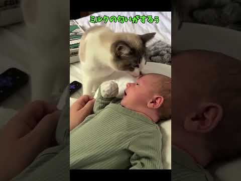 cat is all