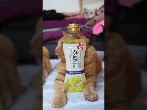 大地の恵み 菜種油 261015 cat のせ猫 cute ねこ 猫のいる暮らし 菜種油
