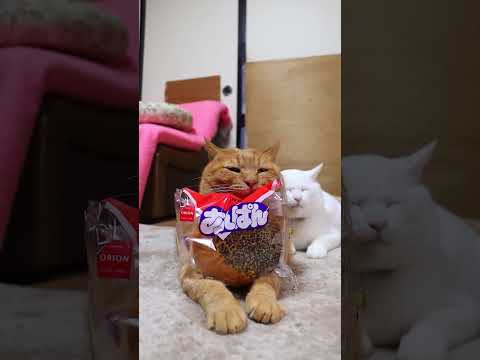 あんぱん オリオンベーカリー　260113　のせ猫　オリオンベーカリー　 cat cute 猫のいる暮らし　 ネコ…