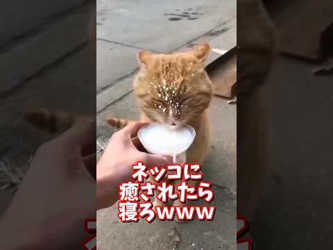 ネッコの動画で癒されたら寝ろｗｗｗ　2ch  動物  猫 癒やし ねこ動画 サムネイル