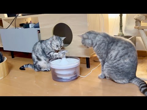 あいちゃんの飲み方を真剣に研究してるぎんちゃん。 サムネイル