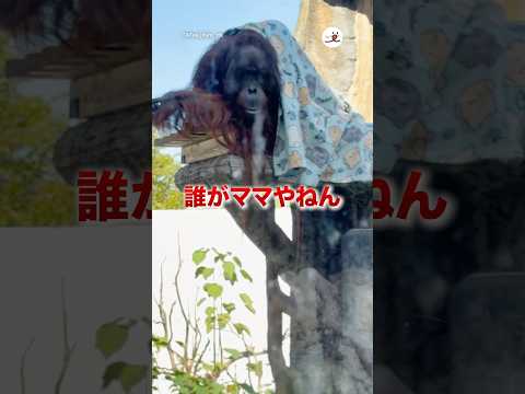 誰がママやねん｜PECO サムネイル