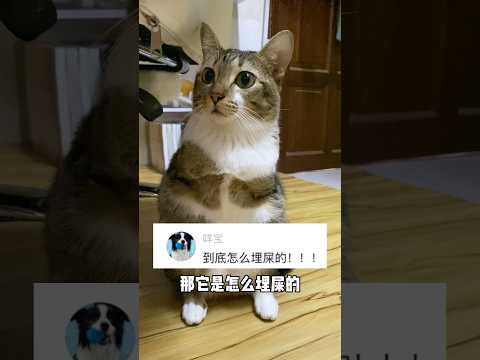 只有两条腿的兔兔要怎么埋shi サムネイル