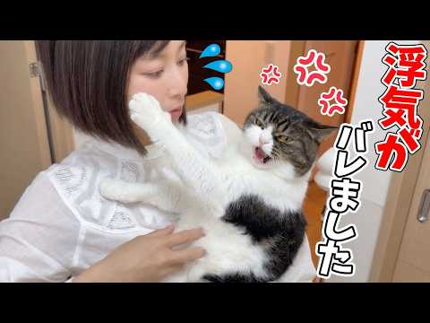 愛猫が寝ている間に他の猫に浮気した結果、、マジギレされちゃいました💦