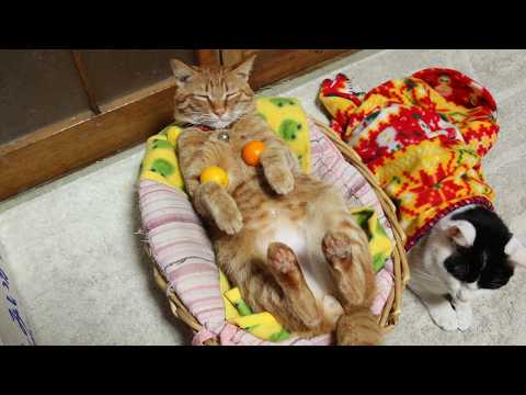 かご猫LIVE配信　2026年5月8日 サムネイル