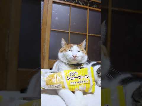 ふんわりシューロール カスタード＆ホイップ　260522　 cat のせ猫 kitty　 ふんわりシューロール ネコ…