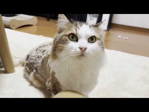 猫の刈られたお尻のクタクタ感がたまらなく大好物なお母さん サムネイル