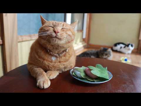 ちゃぶ台の上の柏餅　260505 サムネイル