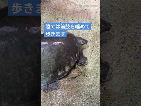 ブタバナガメ陸を歩く　名古屋港水族館　shorts サムネイル