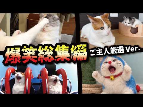 最高に笑える猫の動画をどうぞ サムネイル