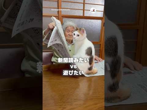 おばあちゃんとみーこの攻防|PECO