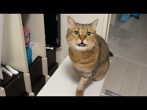 帰宅後にかまってあげないとうにゃうにゃと喋り出す猫がこちらです… サムネイル