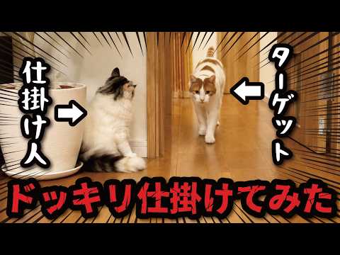 面白すぎｗｗｗ猫が猫にドッキリを仕掛けまくってました（笑