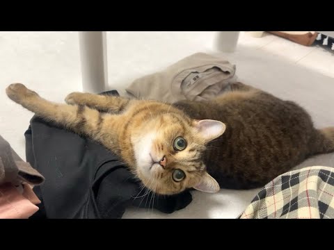せっかく畳んだ洗濯物の上で挑発的に寝そべる猫をどうにかして欲しい… サムネイル