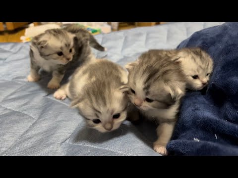 よちよち歩きの子猫が可愛い【スコティッシュフォールド赤ちゃん】