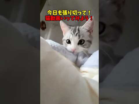 猫動画いっくよ〜🚃 猫 cat cats cute サムネイル