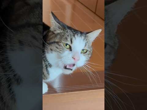 「おはよう」って聞こえるところ、合成疑惑 サムネイル