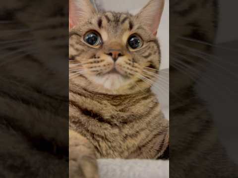 【悶絶】可愛すぎる猫たちの日常www cat 猫 サムネイル