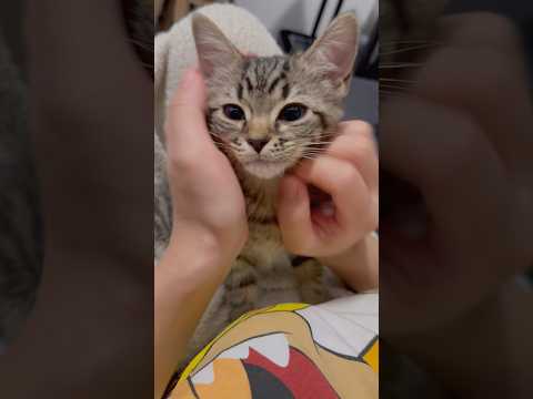 子猫の頃からママのマッサージには勝てない...!! cat 猫 サムネイル