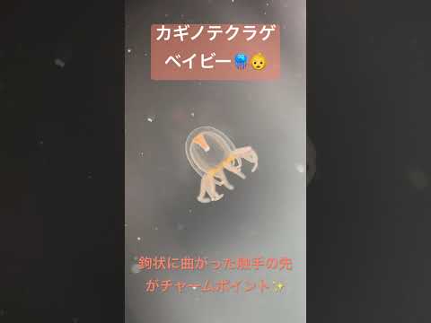 カギノテクラゲ ベビー誕生👶　野生ではあまり漂わず、先が曲がった触手で海藻にくっ付いて暮らすクラゲです。　jellyf…