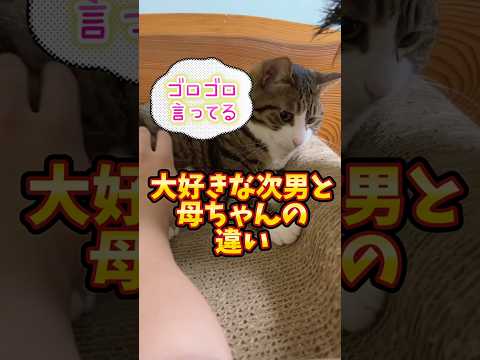 態度が違う猫 cats memories 球太
