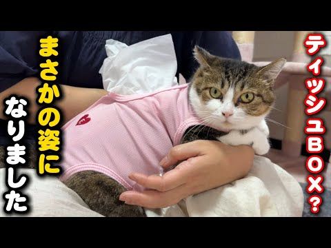 17匹の子猫を育てた母猫を迎えました