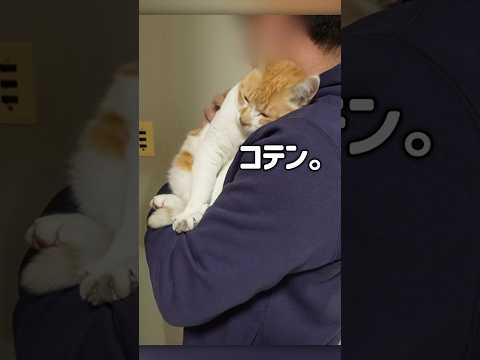 帰ったら父さんの虜になってました 元野良猫チャチャ 猫武将 ねこ cat サムネイル