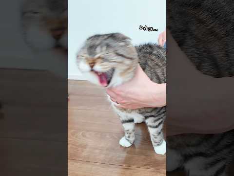 お風呂嫌いな猫vsドライシャンプーならシャーせず快適にシャンプーできる？🤣🤣🤣 猫