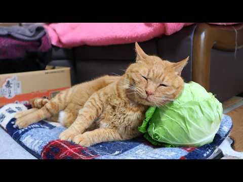 たけのこキャベツ枕猫　　260805 サムネイル