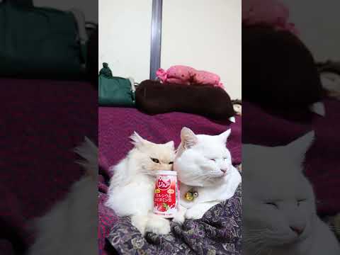 ジョア １日分のカルシウム＆ビタミンＤ ストロベリー　260217　のせ猫　 cat cute ねこ　 ネコ 猫のいる… サムネイル