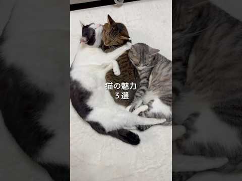 猫の魅力3選 猫 ねこ ねこ動画 猫動画 猫好きさんと繋がりたい 保護猫 猫のいる暮らし ねこのいる暮らし ねこのいる… サムネイル