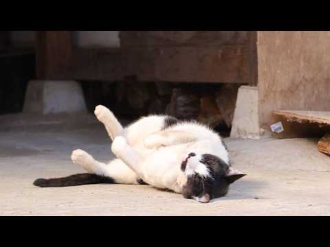 ころころちろちょび　260429 サムネイル