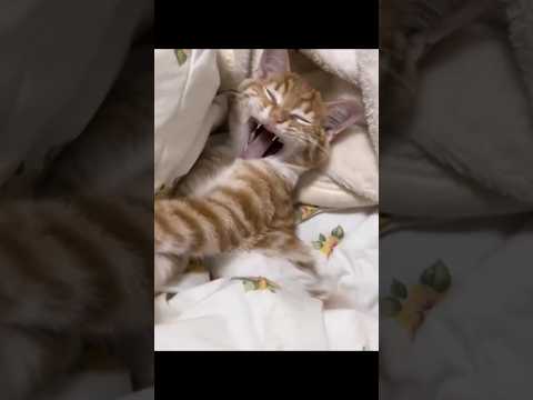 んかわいいいいいい😍 サムネイル