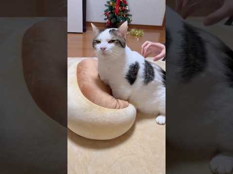 栗饅頭を捏ねる豆大福 サムネイル