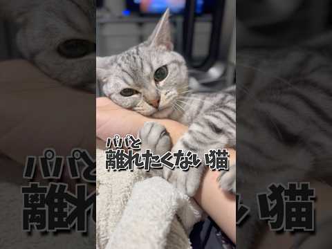 夜中に起きたら猫が腕に巻き付いてて可愛すぎた... cat 猫 サムネイル