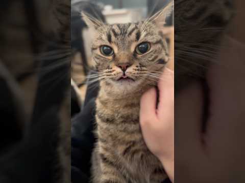 もふもふ猫が一日何してたか確認する飼主www cat 猫 サムネイル