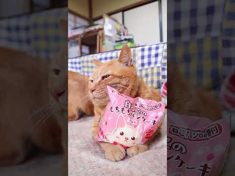 白ねこのもちもちパンケーキ いちごにゃて味　260224　のせ猫　 cat cute ねこ　 猫のいる暮らし ネコ k… サムネイル