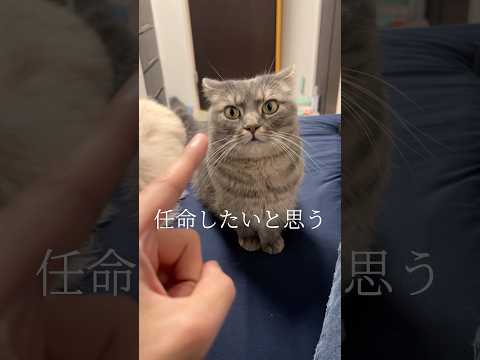 警備責任者に任命された猫がしごできすぎたwwwshorts 猫 かわいい サムネイル