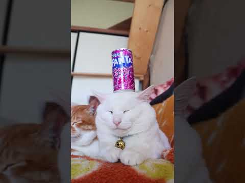 ファンタ ふるふるシェイカー グレープ　260604　　 cat 三毛猫 cute　 ファンタ cutecat グレー…