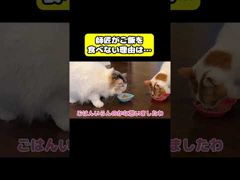 師匠がご飯を食べない理由… 猫 おもしろ アテレコ ニャンチューバーつくし サムネイル