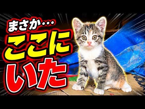 ゴミ屋敷に引っ越してきた子猫たちに衝撃の事実が発覚した！ サムネイル