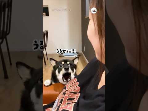 褒めたのに…w｜PECO サムネイル